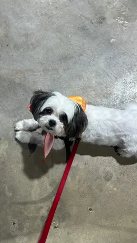 Meet some amazing people in Oklahoma and went by the university of Oklahoma which was cool and some doggie stuff yesterday was #happynatinaldogday #myfriends #unicornbunnyfamtatertot 