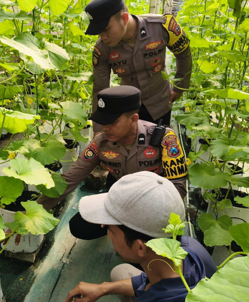 SATBINMAS POLRES JEMBER - (PS Kanit Binmas Polsek Ambulu) Aipda Eka Bhakti MP, SH. Bersama (Bhabinkamtibmas desa Karanganyar) Bripda Bayu Suseno melaksanakan kegiatan monitoring Ketahanan Pangan kepada petani Buah Melon #dirbinmaspoldajatim #bhabinkamtibmaspolri #ketahananpangan 