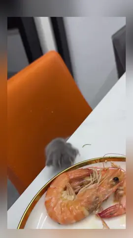 Nice steal for a cat 😍 #foryou #explorer #funnycat 