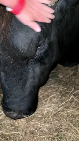 #bull #buckingbull #cows #farm #farmlife 