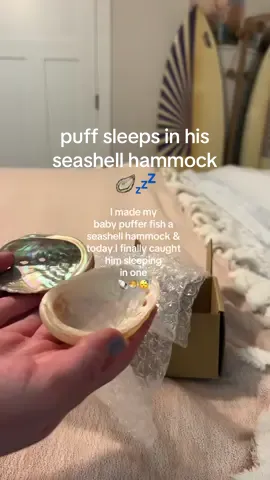 caught puff sleeping in his seashell hammock finally 🦪💤