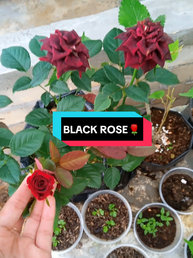 Membalas @nurjanah41769 Kalo cocok cusss ke kebun kakk😁😁  #mawar #mawarhitam #berkebun #rose #blackrose 