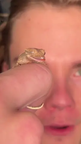 Teenie tiny LW Crestie baby for you  #crestedgeckos #geckos #reptiles 