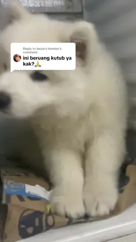 Replying to @kezia's homies  #samoyed #cutepuppy #anjinglucu #babysamoyed #foryou #puppy 