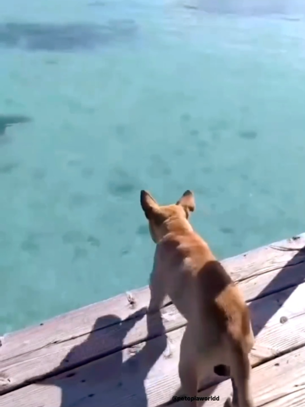 Funny dogs 😂🐶 #dogsofttiktok #funnydog #funnypets #DogHumor #fyp 