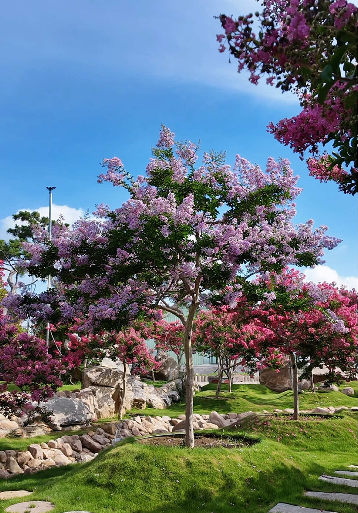 Vẻ đẹp của hoa Tường Vy🥰🌸 #hoa  #hoadep #hoacaycanh #hoasanvuon #hoatuongvi 
