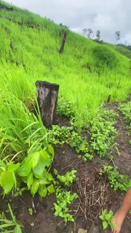 ທຳມະຊາດບ້ານເຮົາ🌳🌿#tiktok #fyp ##ພີດດດດດດດດດດດດ #ລີໂພສໃຫ້ຫອມແກ້ມ😜555 #ກົດໃຈໃຫ້ແດ່❤️❤️ #ດຽວກະດັງ🤣 