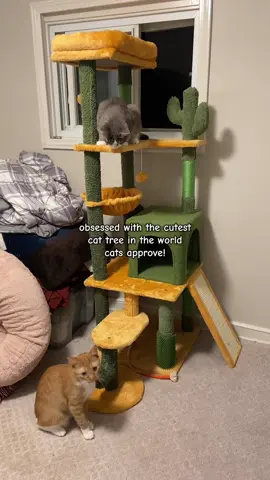 Tiny paws, big love for the cutest cat tree!  #tiktokshoplabordaysale    #FurBabyFun #CatTok #CatLovers #CatTree 