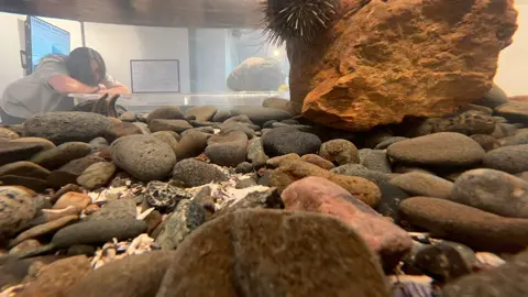 Someone get this guy a marg #seaurchin #marinebiology #aquariumtok #wildlife #echinoderm 