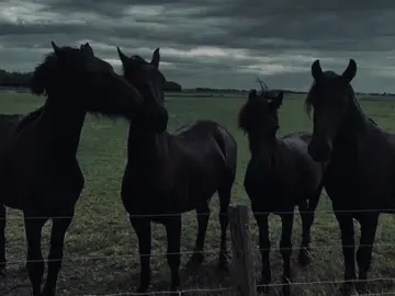dark horses #horse #darkaesthetic #fyp #aesthetic #dark 