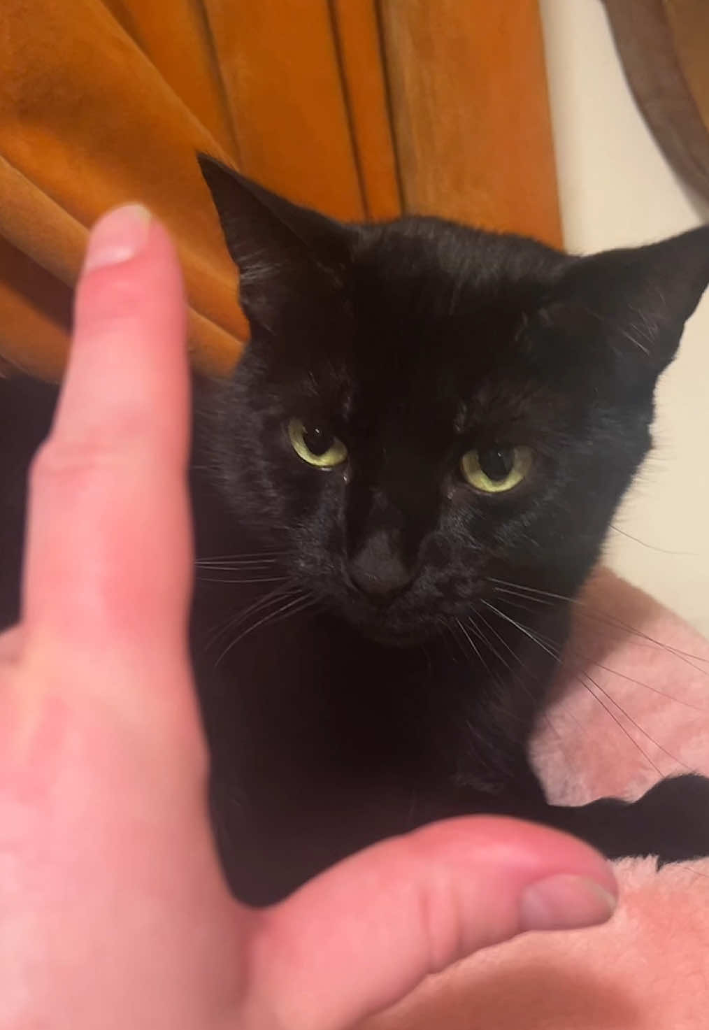 Este’s *sometimes* a friend of mine 🖤💖 #blackcatsoftiktok #cat #fyp #trend #swiftie 