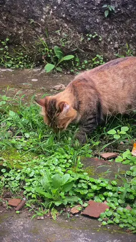 Sacing #kucinglucu #kucingfyp #catsoftiktok 