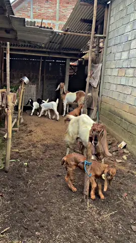 wedusku#kambing #kambingseni 