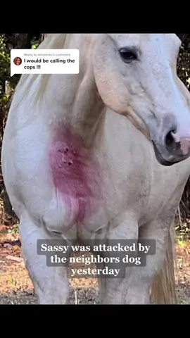 ‼️Reupload‼️This video pissed off thousands of people😂 #sassythepalomino #horsesoftiktok #horsetok #horse #fyp 