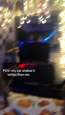 #cat #catsoftiktok #twerk #wthisgoingon #fyp 