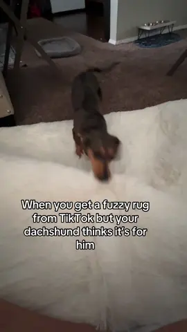 I found him asleep on it later #dachshund 
