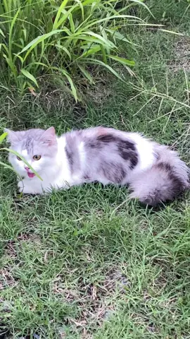 Dah kepenatan berlari sampai terjelir lidah tau2 lari lgi dh terlebih penat dh tu.leona ni dia tak mcm kucing lain tau,dia suka main berlari lari ja.jarang nk tgok kalau dia main gurau2 dgn kucing lain sbb tu sy selalu bawa keluar dia di sbbkan ni la.dia suka lari sana sini gtu ja🤣🤣🤣#catlovers #catcutemoments #catsoftiktok #leona #pencintamakhlukallah 
