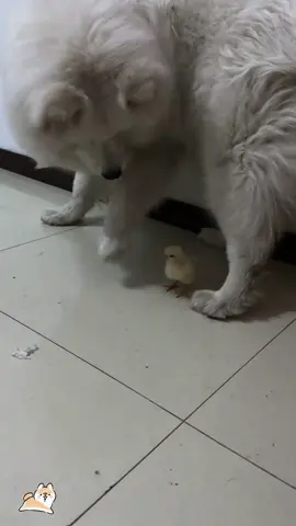 The dog thought he was the zookeeper😂🤣😂#fyp #dog #usa🇺🇸 #🐕 #dogsoftiktok #tiktok #fuuny #🤣🤣😂 
