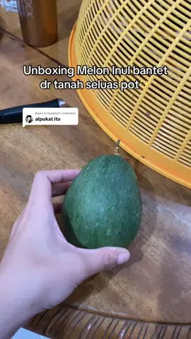 Replying to @hazelnut panen melon inul gagal total, gak manis malah rasanya kayak timun😭