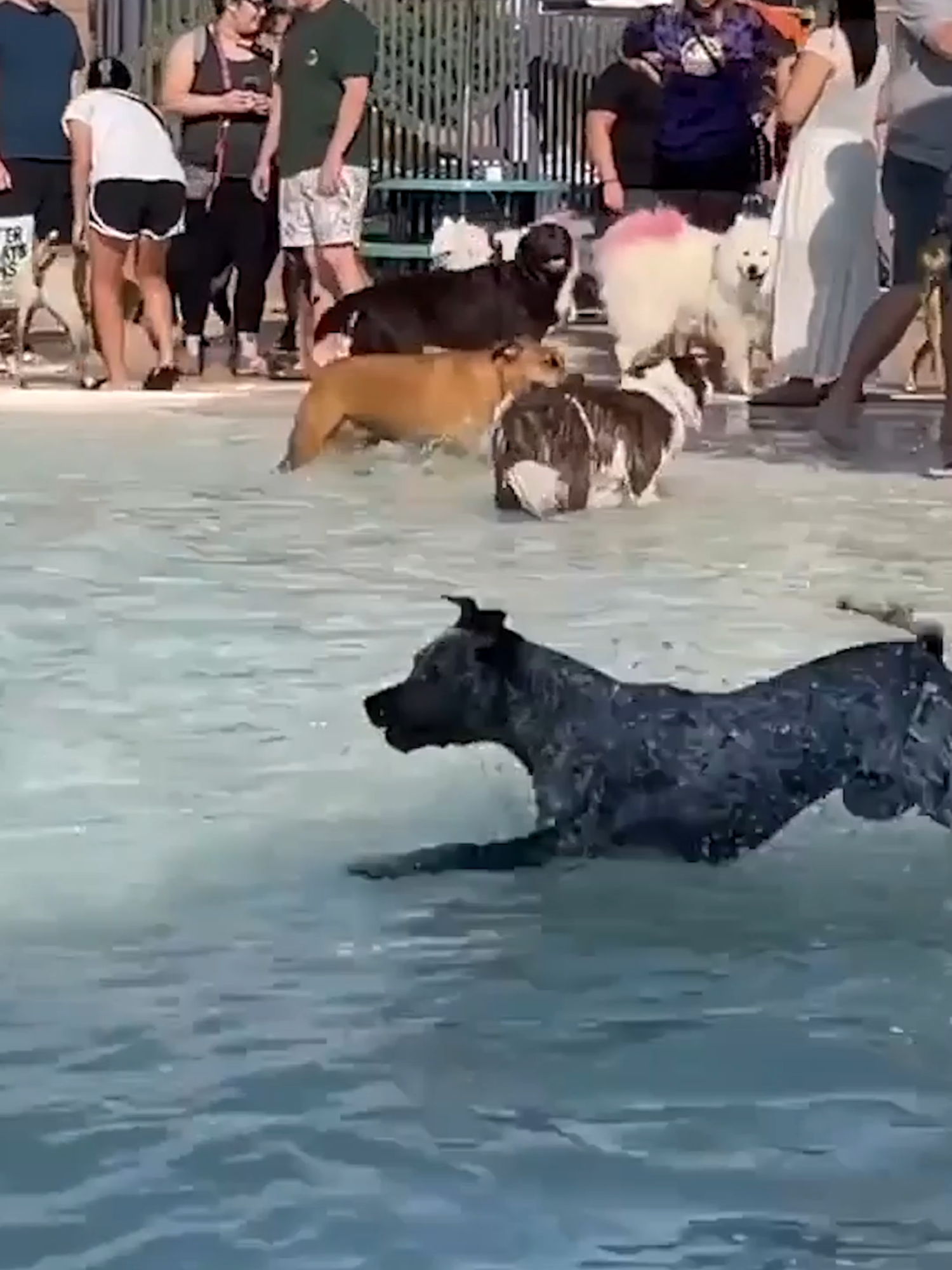 These pups are having one last splash before the summer ends! #usatodaypets #nationaldogday #mansbestfriend #dogsoftiktok #humankind #dogs #nationaldogday2025