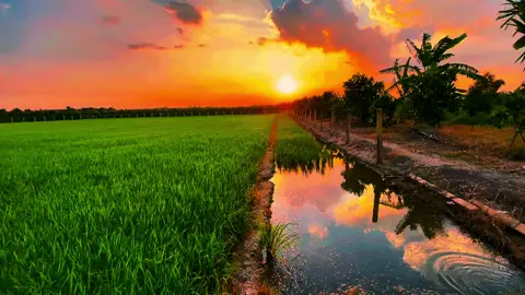 Nhưng anh phải hứa trong tim anh em là một Không hai #chill #binhyen #tamtrang #63tiengiang #xuhuong #mientay #hoanghon #lofi 