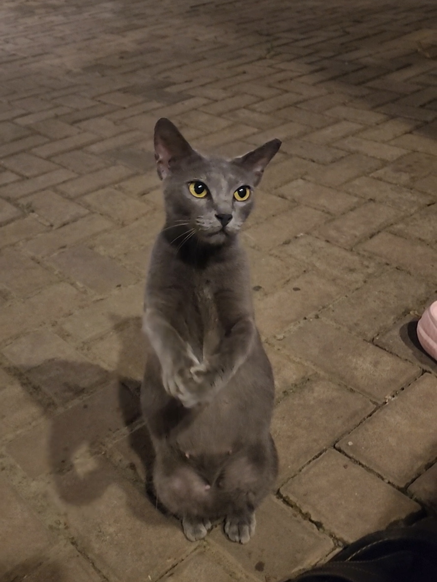 Kucing ini pintar sekali guys, bisa tepuk tangan 😎😎 #kucing #kucinglucu #kucingpintar #kucingtiktok #kucinggemoy #fyp #viral 