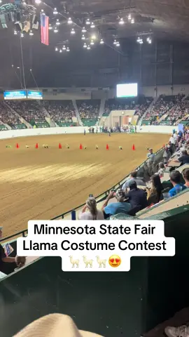 Thousands of people watched the llama costume contest and the 4-Hers were so creative!  #minnesotastatefair #llamas #4H #costumecontest 