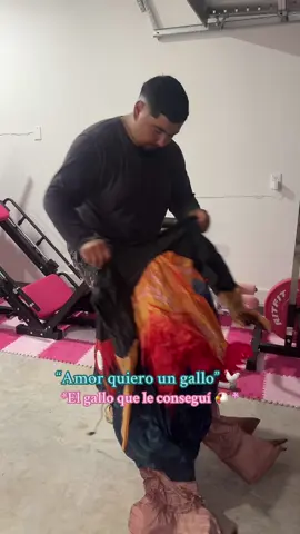 No especificó 💁🏼‍♀️ #gallo #chicken #gallina #hen 🤣