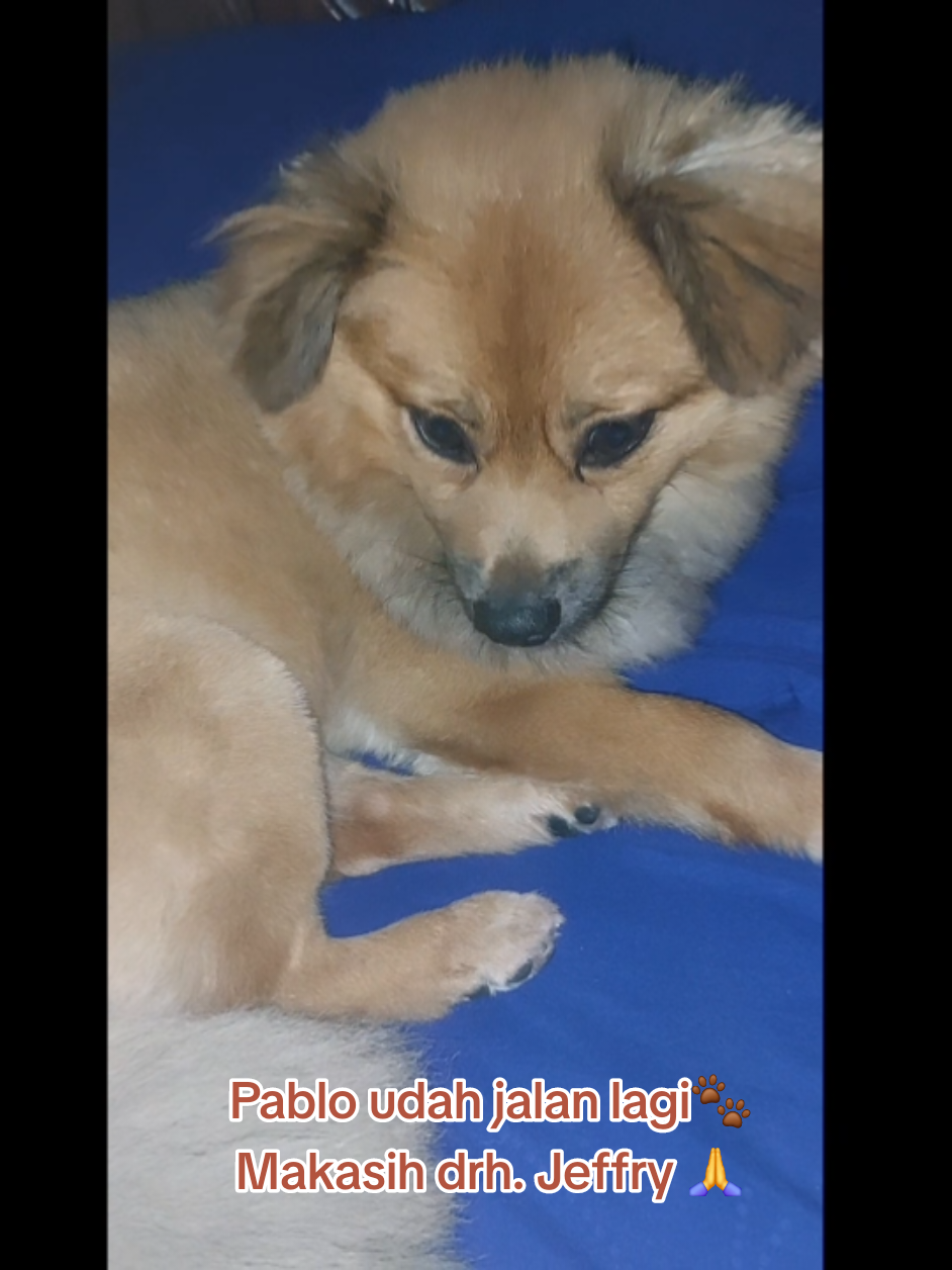 “Step by step, Pablo comeback jalan lagi 🐾✨ Makasih drh. Jeffry Wahyudi 🙏 Pablo cuma gunting bulu, no mandi dulu biar gak drama kejang 😅✂️. Setiap hari Pablo diwaslap pakai tisu basah lho... dan gak lupa sikat gigi 🤣. Doain yaa, bulan depan Pablo udah bisa mandi 🤎. #Pablo #tikaraywhite #AnjingLucu #HealingJourney #PetCare