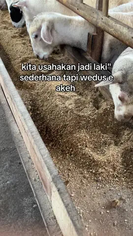 bismillah #peternakmuda #domb #fypシ゚viral 