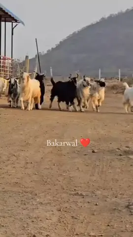 #creatorsearchinsights  Bakarwal ❤️ Gujjar #viralvideo #kashmir #pakistan #gujjar 