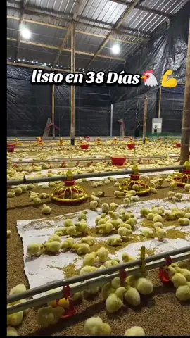 está habilidad es las más bonita 🐤🐔 #parati #emprendedor #emprendedores #avicultura #Viral 