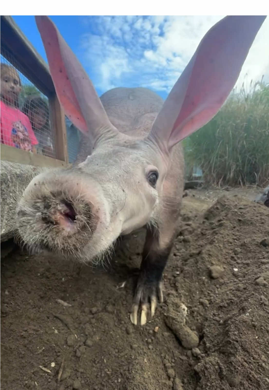 Tilli the aardvark reporting for duty: professional digger, dirt enthusiast, and all-around tunnel queen. 👑 Tilli digs because she loves it. 🪏 Go digging with our adorable 20-year-old aardvark. It's two minutes of pure aardvark joy. 💕 #aardvark #pointdefiancezoo #zoo #cuteanimals 
