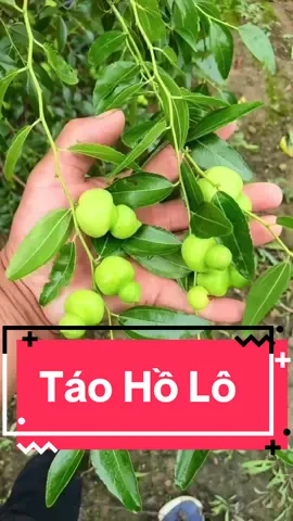 Táo Hồ Lô trái giòn ngọt giống mới ạ #nha_vuon_linh_ngan #cay_nhap_khau #táo #hong_tao #tao_tau #holo #panzao #dongzao #tân_cương #táo_đỏ 