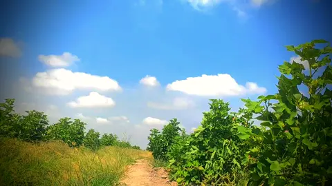 🌹🌹🌹#standwithkashmir #fyp #duet #pleace_viral_my_video #pleaceunfazzmyaccount🙏 