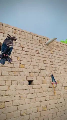 😍😍😔#murtazasial785 #ماشاء_الله #کبوتر_شوق🕊🕊🕊 #viralvideo #trending 