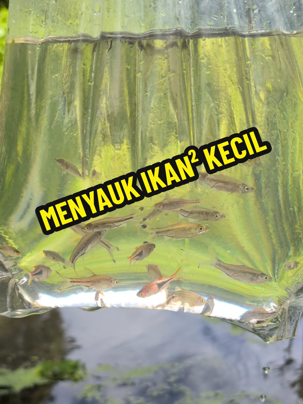 MENYAUK IKAN² KECIL di 1 sungai berhampiran rumah. Pelbagai spesis yg ada termasuklah bangkai babi 😆 #ikanhias #aquarium #fish #ikan #malaysia
