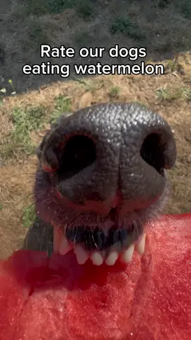 Which one was your favorite? 🤔🍉 #dogsoftiktok #rescuedog #fosterdog #asmr #asmrsounds 
