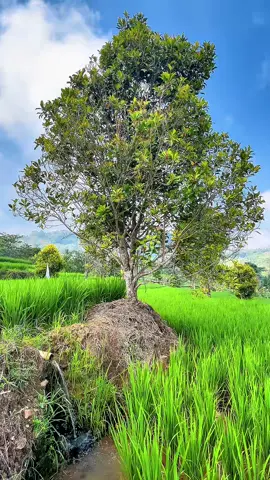 Lembur Kuring 😍 #lembur #desa #sumedang #sumedanghits #sumedangsejutacerita #pedesaan #jawabarat #pemandangan #gunungtampomas #sunda #sundapride 