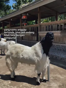 Alon alon pokok di openi sek 😎 #kandangbakohcabemerah #cmf_cabemerahfarm_selokajang #singonekandangbakooh😂 #etawabredingcontes #blitar24jam 