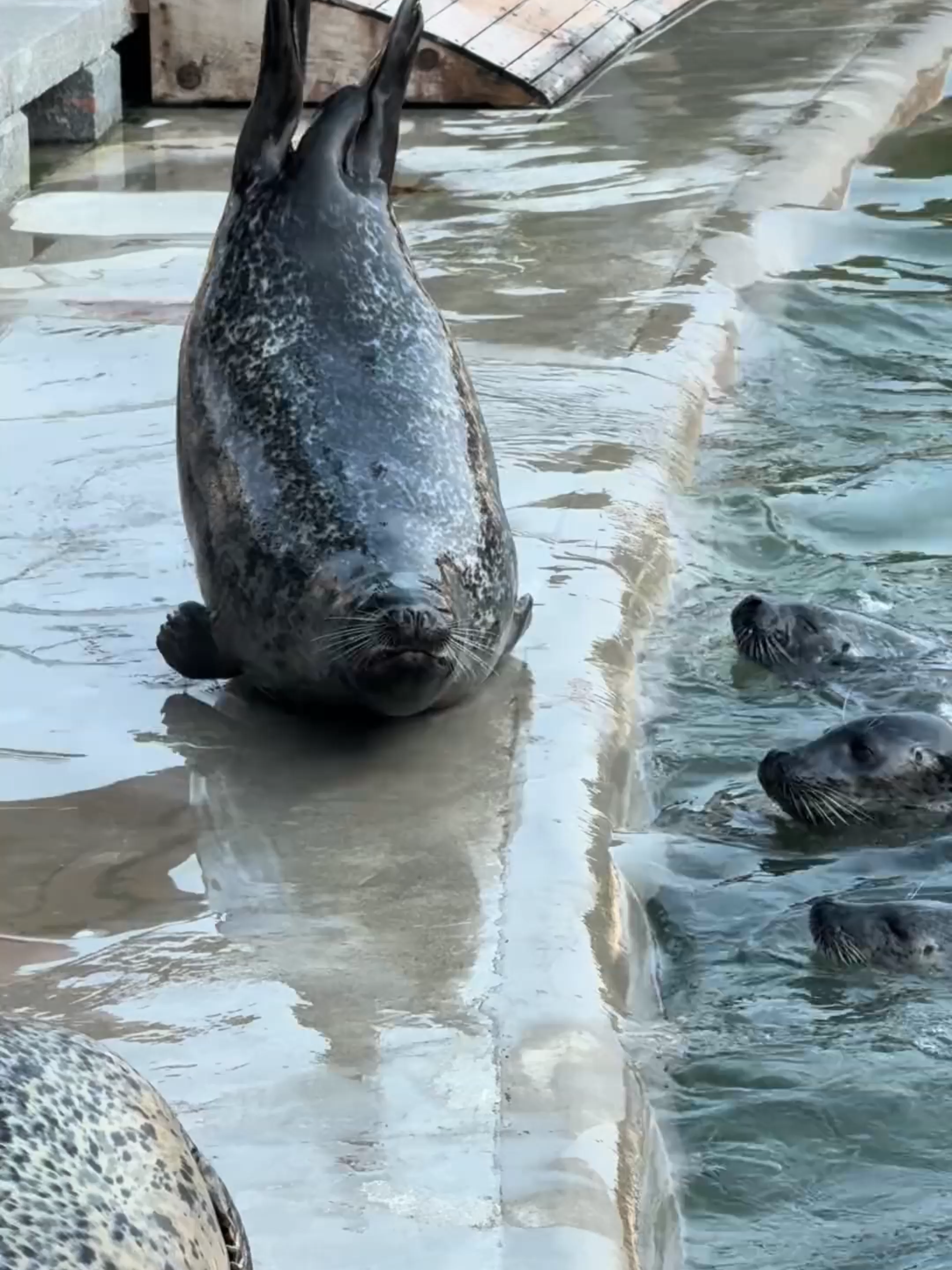 #otter#zoo#seal