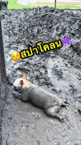 สปาโคลน🦛🤣 📍🫟บ่อโคลน @dogsdream.bkk  #มีเฮ #Meehey  #สวนสัตว์tiktok #frenchbulldog  #ทาสหมา