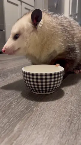 Enjoy a meal with cici, that is all. 🫂❤️ #opossumsoftiktok #opossum #fyp #animals 