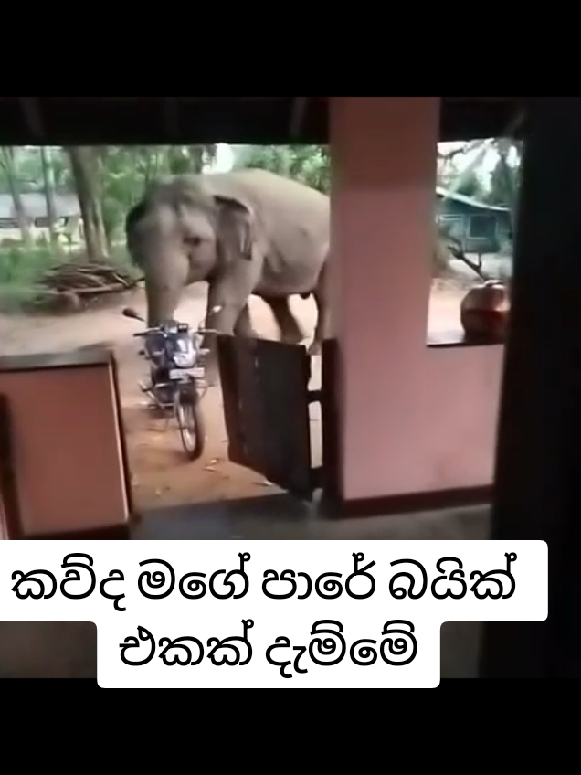 Elephant attack to bike #creatorsearchinsights #elephant #wildlife 