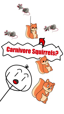 Squirrels have always been seen as cute, harmless creatures that live on nuts and seeds. But recent research has revealed a shocking twist — California ground squirrels have been observed hunting and eating other animals. For the first time, scientists documented squirrels actively stalking, chasing, and biting voles, sometimes killing them and feeding on their flesh. This behavior was recorded during a long-term study, where nearly half of squirrel–vole encounters ended in predation. Experts believe this doesn’t mean squirrels are evolving into full carnivores, but rather showing their ability to adapt when new food sources appear. Sidenote: How do you like the new dub? comment below! #Squirrels #AnimalFacts #Wildlife #interestingfacts #shorts 