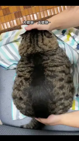 肥猫/толстикот #кот #кошка #этонемногопухленький 