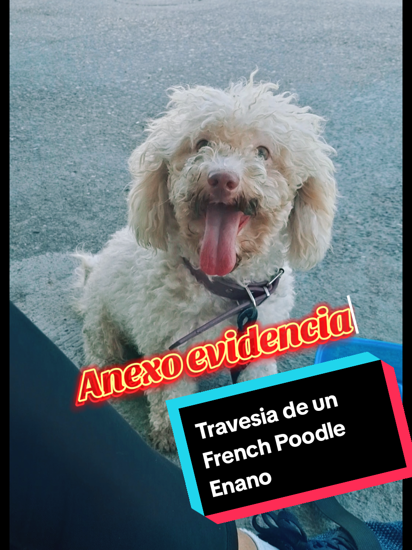 #PetsOfTikTok #blog #estéticacanina #frechpoodle #otakugirl 
