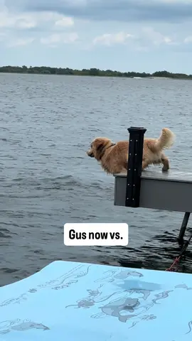 One thing hasn’t changed…😂 #dogsoftiktok #goldenretriever #funnyvideos #dog 