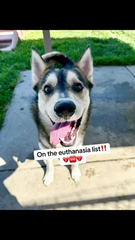 #siberianhusky #husky #shelterdog #dogsoftiktok #fyp 