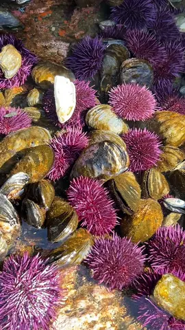 Sea urchins